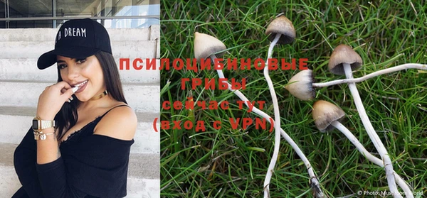 сатива Горняк